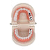 Dental Model Brushing Teeth Education Model
