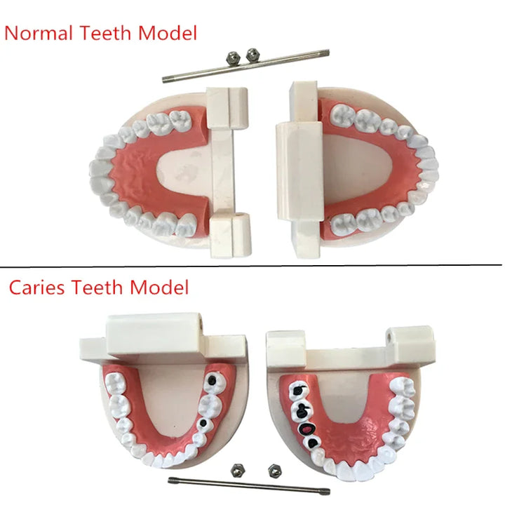Dental Model Brushing Teeth Education Model