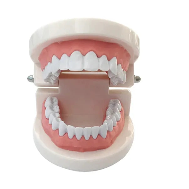 Dental Model Brushing Teeth Education Model