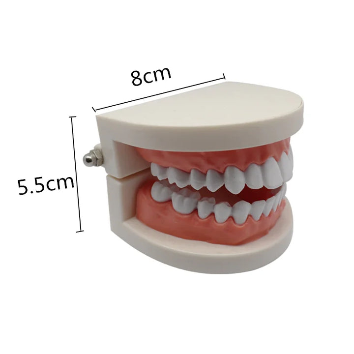 Dental Model Brushing Teeth Education Model