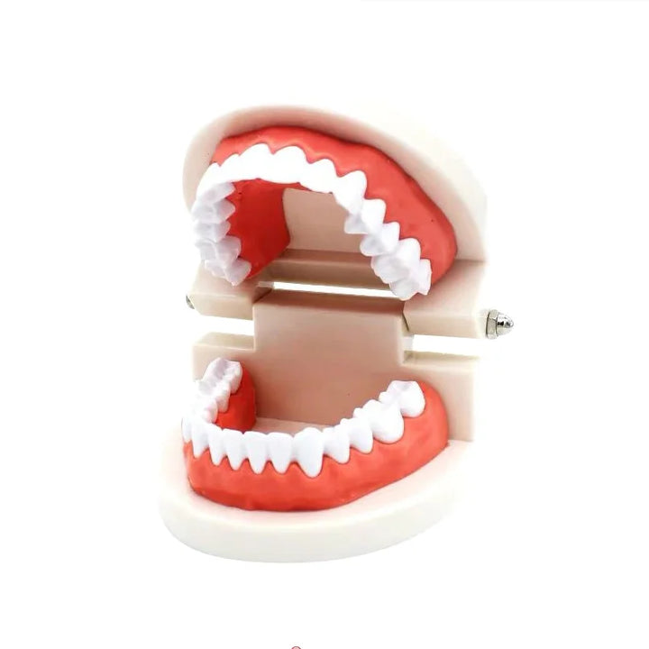 Dental Model Brushing Teeth Education Model