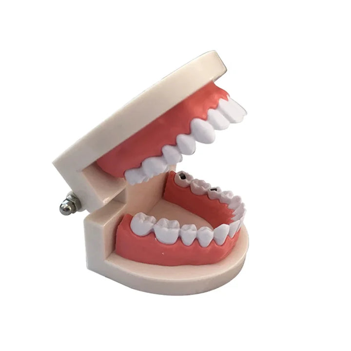 Dental Model Brushing Teeth Education Model